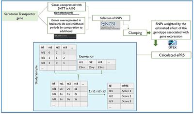 Amygdala 5-HTT Gene Network Moderates the Effects of Postnatal Adversity on Attention Problems: Anatomo-Functional Correlation and Epigenetic Changes